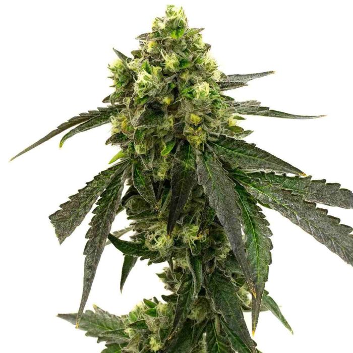 Girl Scout Cookies Feminisierte
