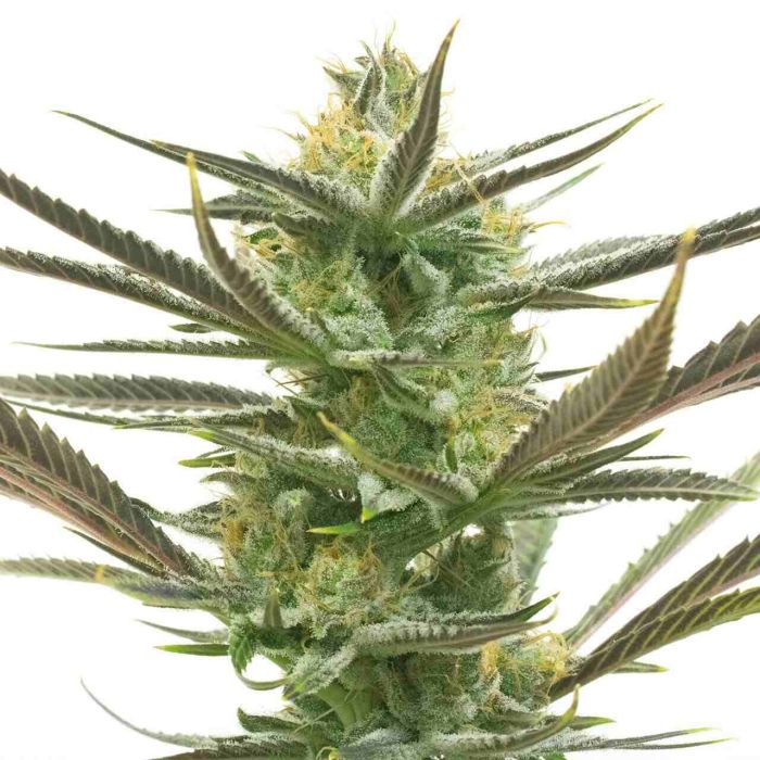 White Widow Feminisierte