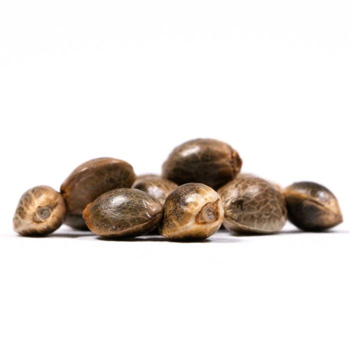 Purple Punch Feminisierte