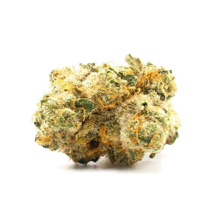 Northern Dawn Feminisierte