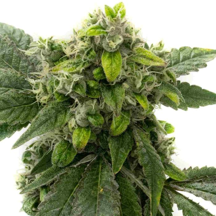 Amnesia Haze Feminisierte