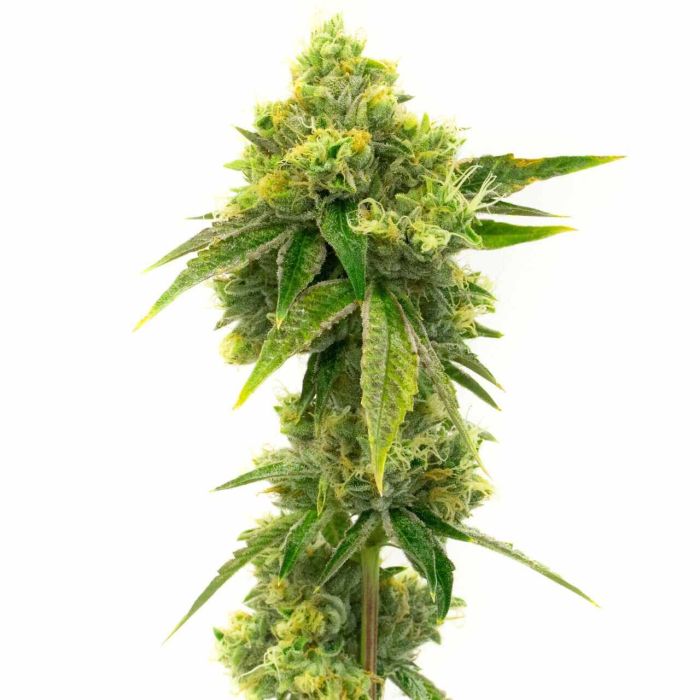 Northern Lights Feminisierte