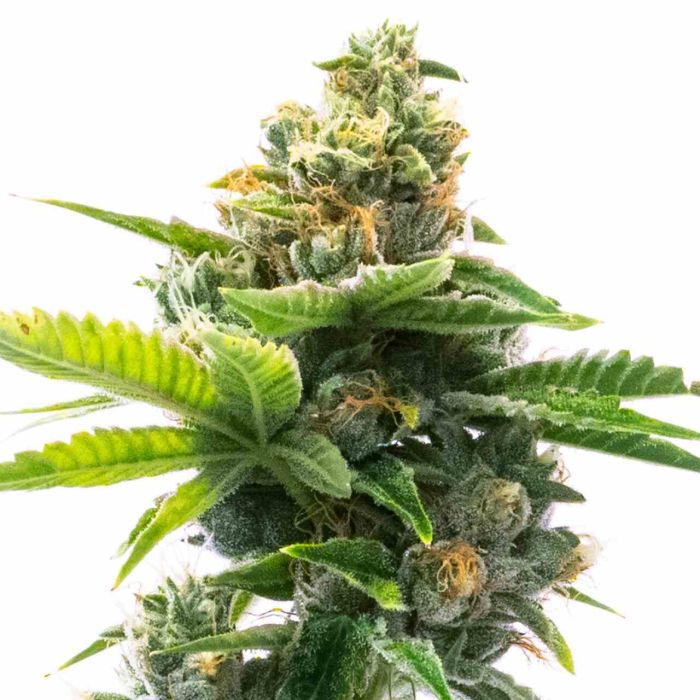 Northern Lights Autoflower