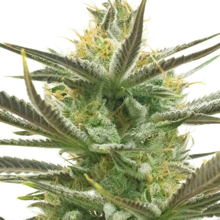 White Widow Feminisierte