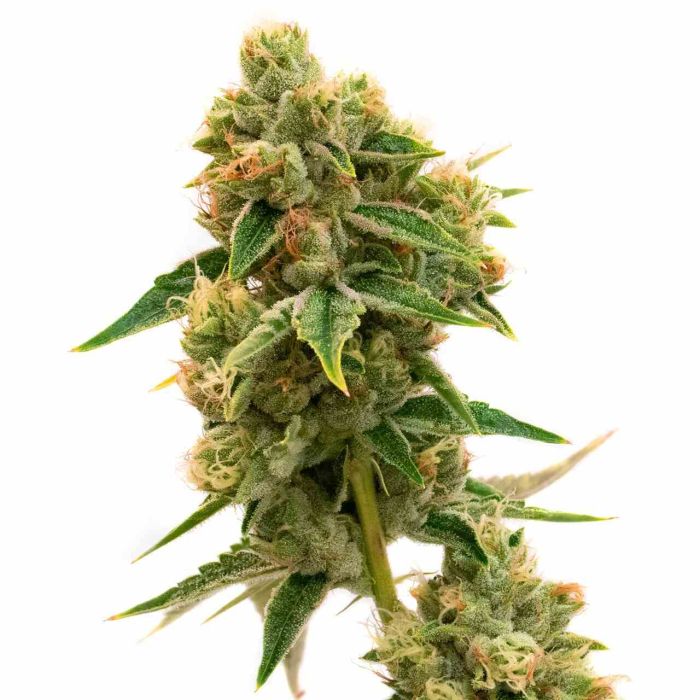 Chocolate Orange Feminisierte