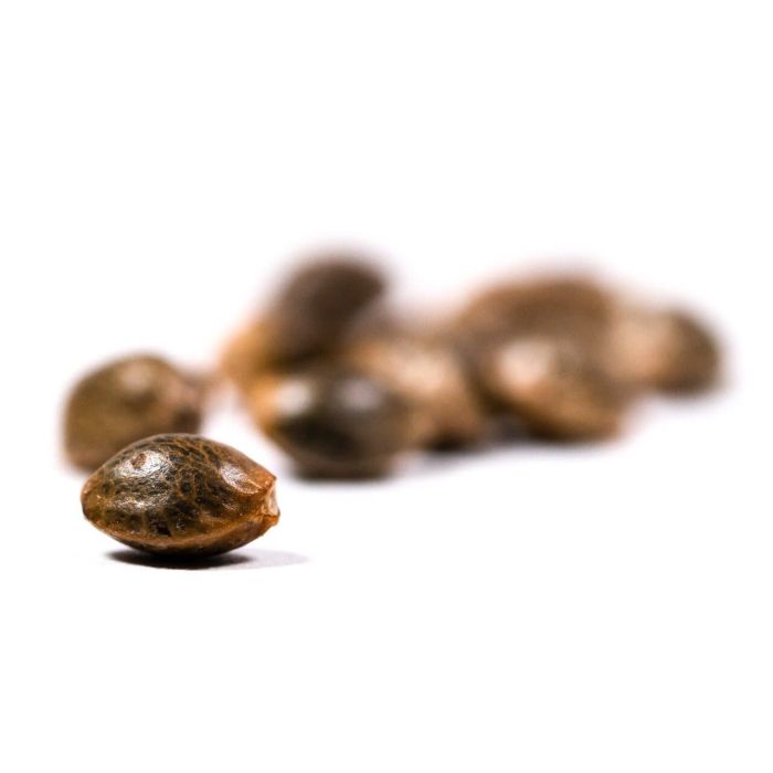 Amnesia Haze Feminisierte