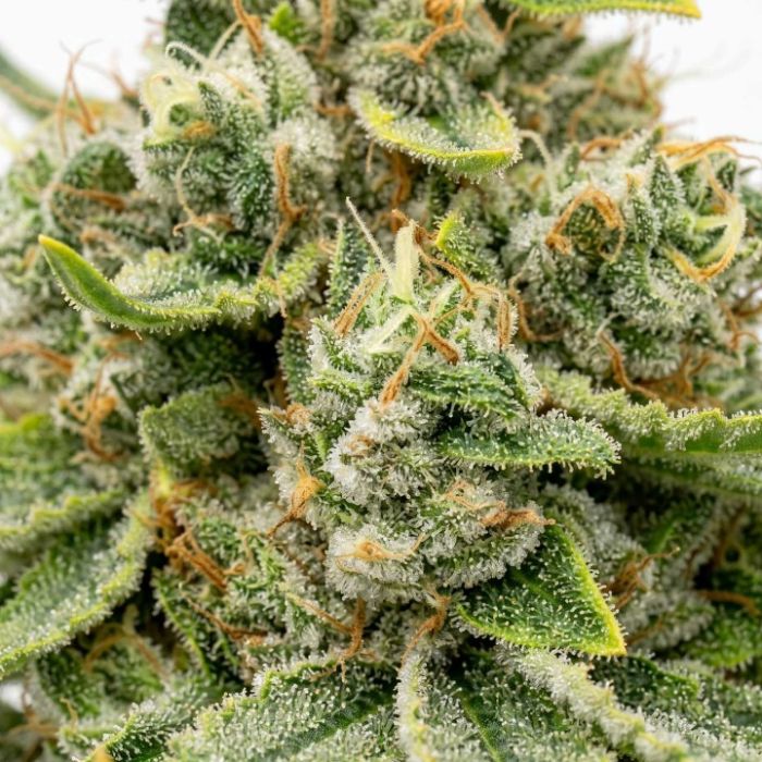 Acapulco Gold Feminisierte
