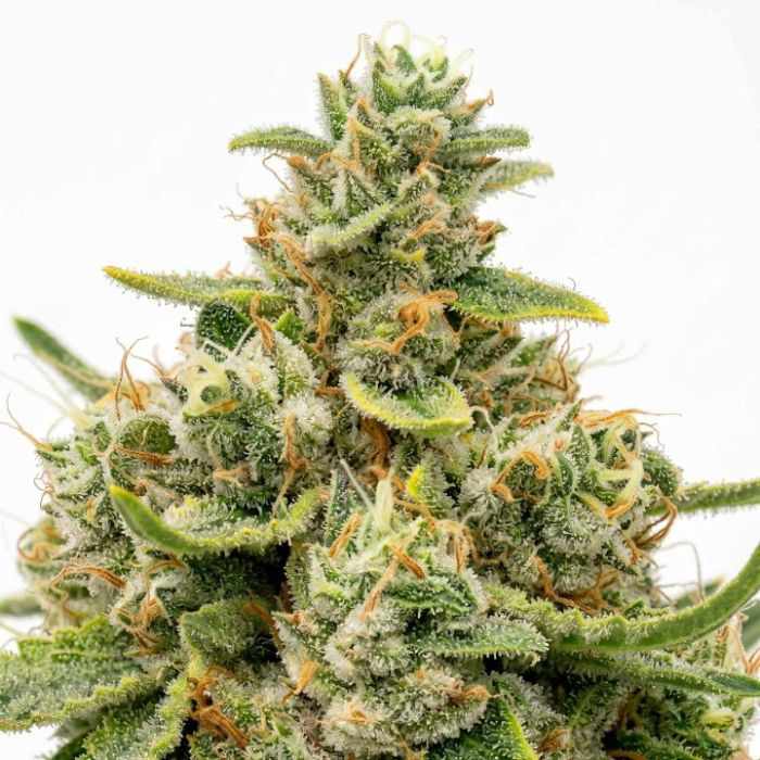 Acapulco Gold Feminisierte