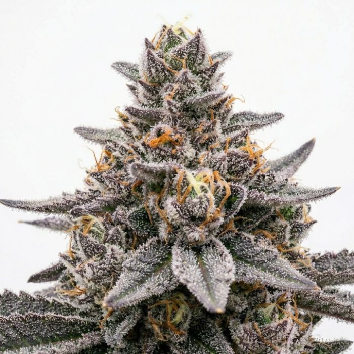 Apple Fritter Autoflower