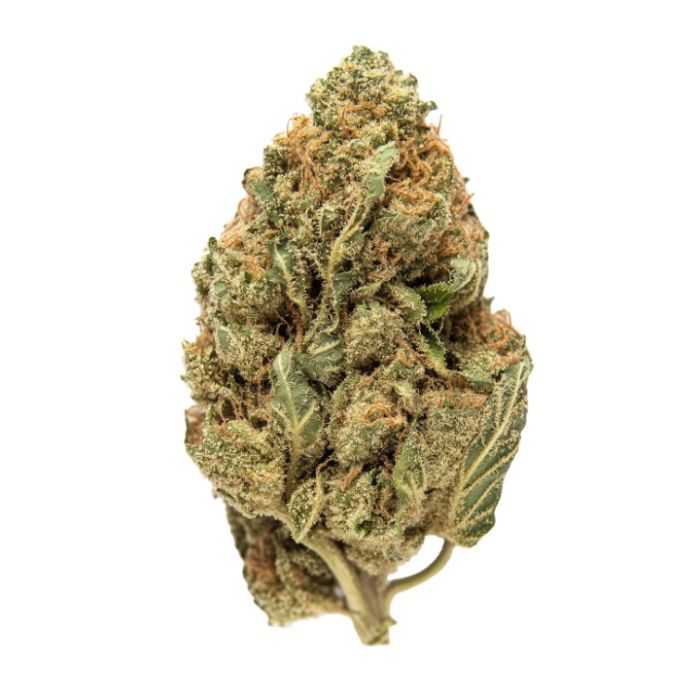 Bazooka Punch Feminisierte