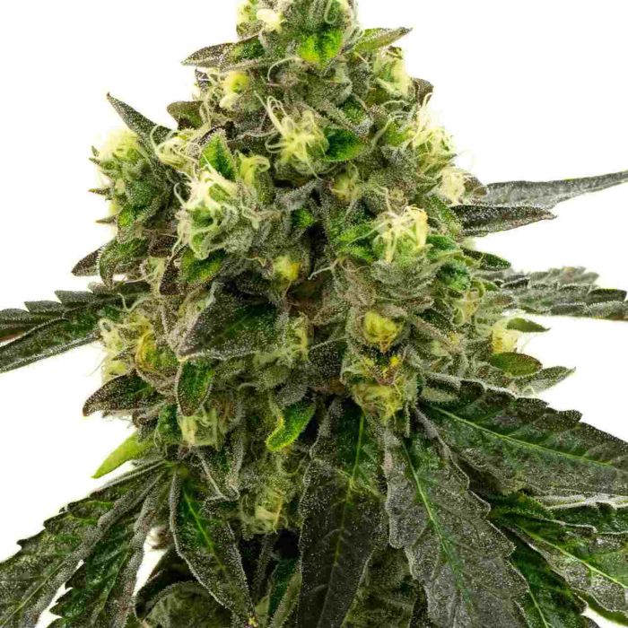 Girl Scout Cookies Feminisierte