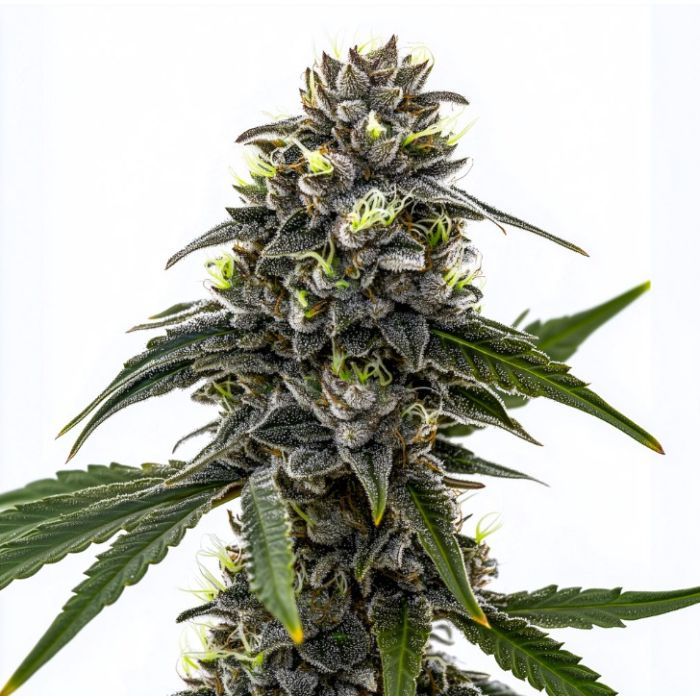 Black Frost Feminisierte