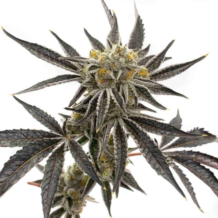 Granddaddy Purple Feminisierte