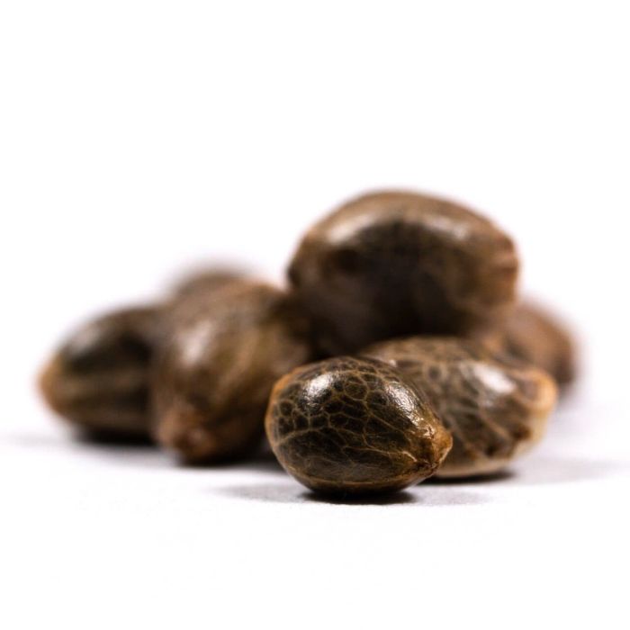 Northern Lights Autoflower