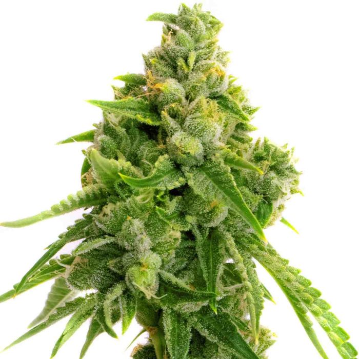 Lemon Haze Autoflower