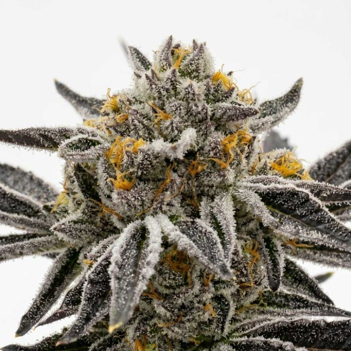 Granddaddy Purple Feminisierte