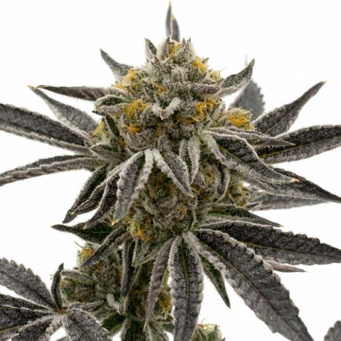 Granddaddy Purple Feminisierte