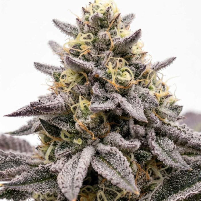 Jedi Cookies Feminisierte