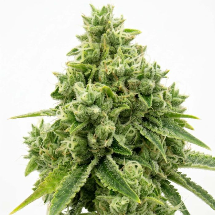 OG Kush Feminisierte