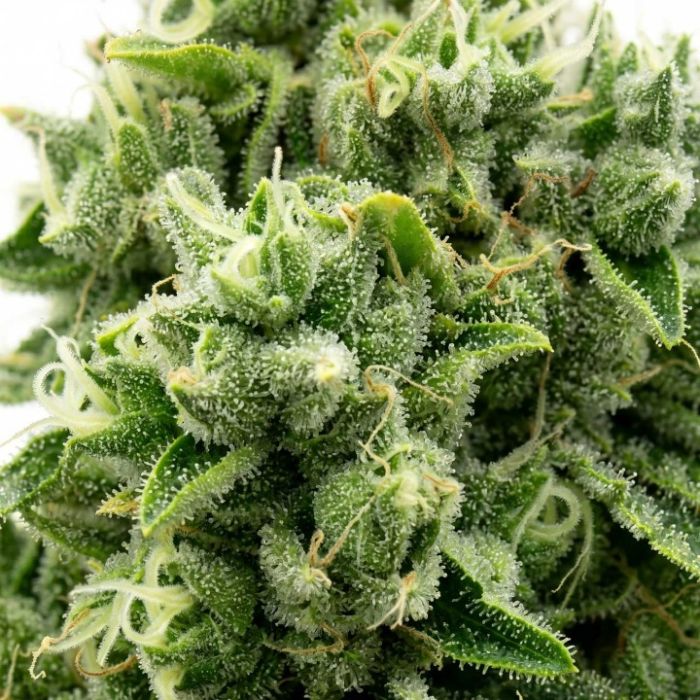 OG Kush Feminisierte