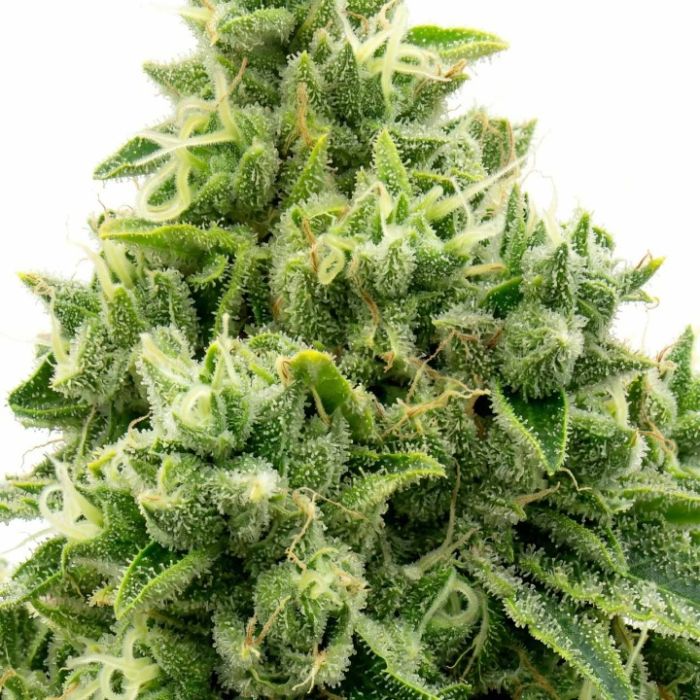 OG Kush Feminisierte