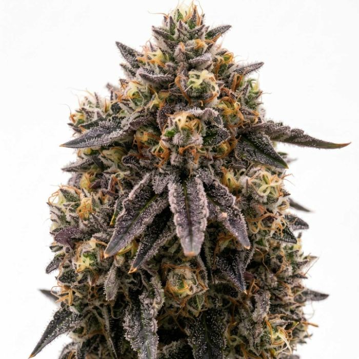 Rainbow Glue Feminisierte