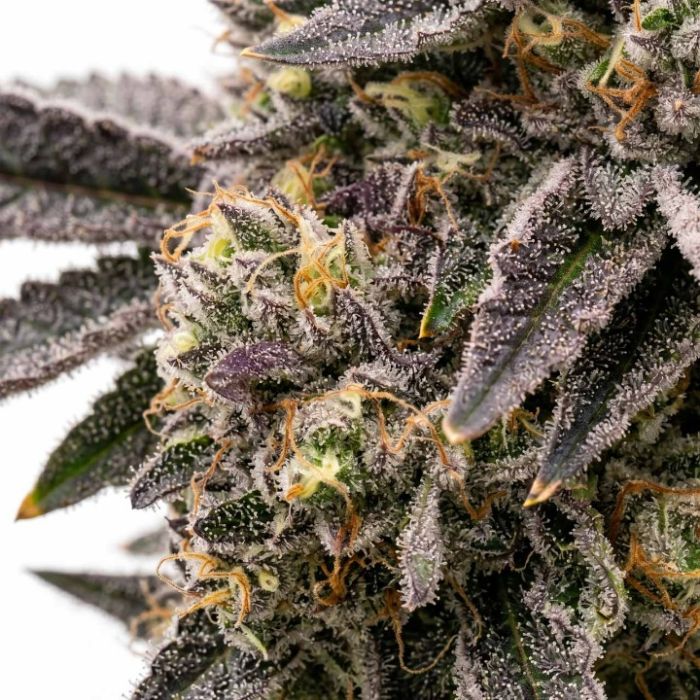 Rainbow Glue Feminisierte