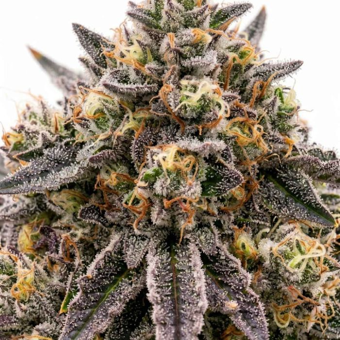 Rainbow Glue Feminisierte