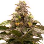 Tropic Thunder Regular