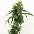 Super Skunk Feminisierte