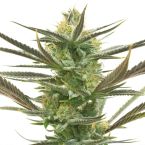 White Widow Feminisierte