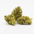 Gorilla Glue #4 Autoflower