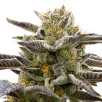 Cake Bomb Feminisierte