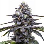 Black Cat Kush Feminisierte
