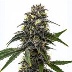 Black Frost Feminisierte