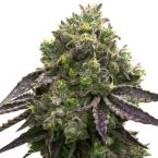 Blue Quartz Feminisierte