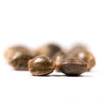 Black Frost Feminisierte