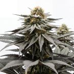 Northern Dawn Feminisierte
