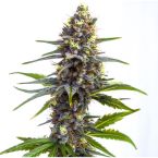 Oreoz Cake Feminisierte