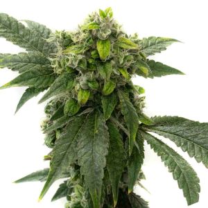 Amnesia Haze Feminisierte