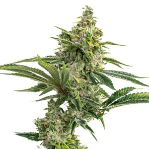 Biscotti Feminized Cannabis Seeds