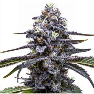 Black Cat Kush Feminisierte