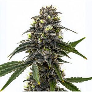 Black Frost Feminisierte