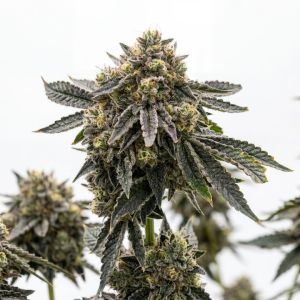 Frosted Gelato 41 Seeds
