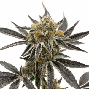 Granddaddy Purple Seeds