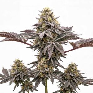 Jedi Cookies Feminized