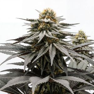 Northern Dawn Feminisierte