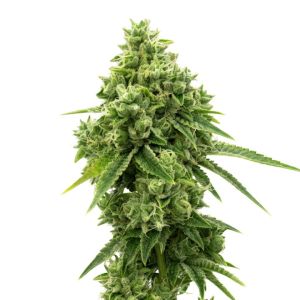 OG Kush Feminized