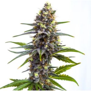 Oreoz Cake Feminisierte