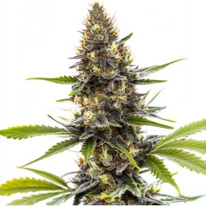 Peach Crescendo Feminized Cannabis Seeds